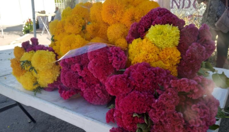 Precio de flores naturales aumentó hasta 30 pesos por docena